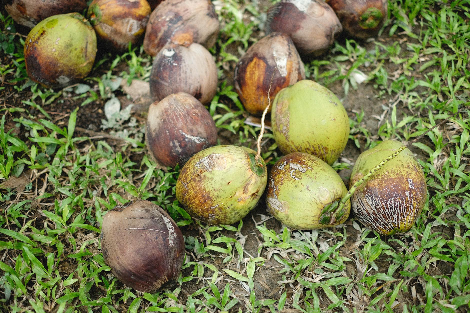 coconut fruits on the grass