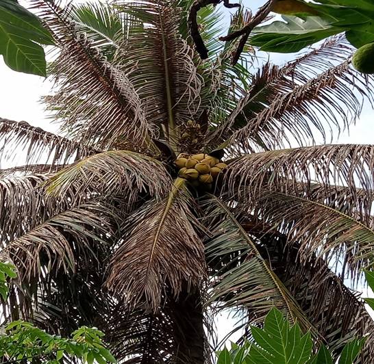 2025년 벤째 코코넛 공급 부족 원인&nbsp;분석