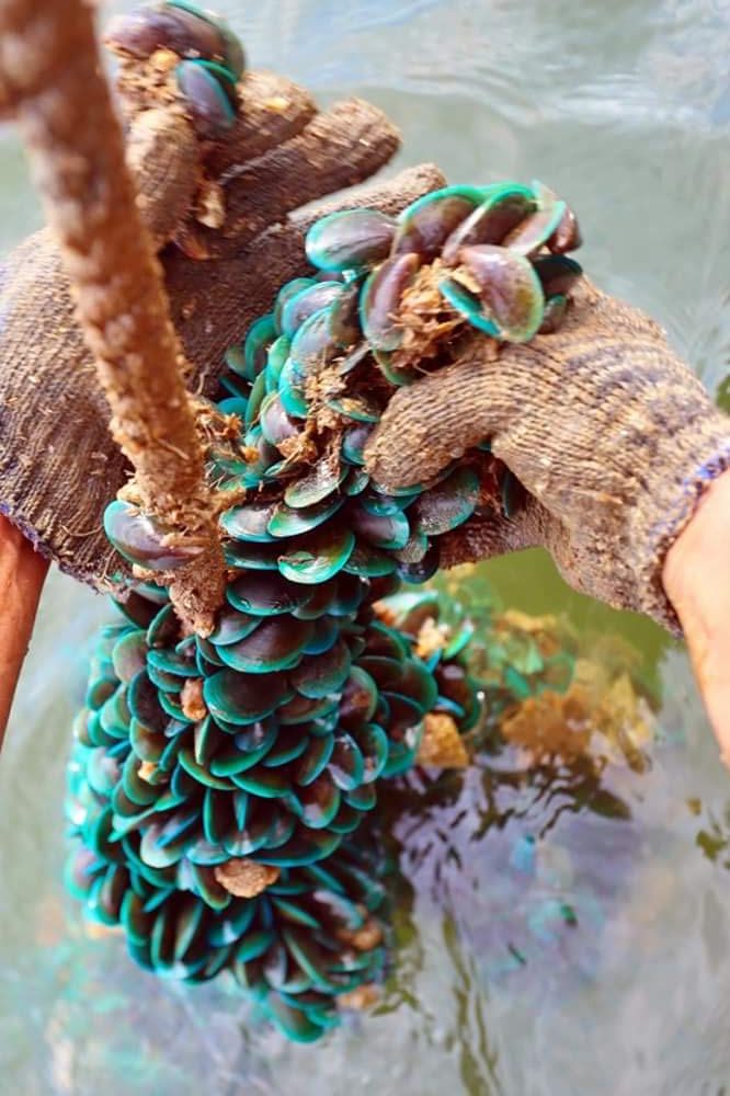 High quality palm rope: mussel&nbsp;farm