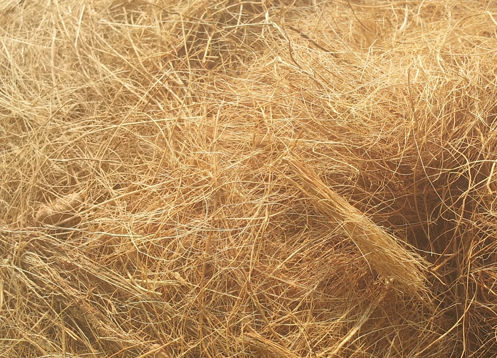 coconut fiber, 코코넛 화이버